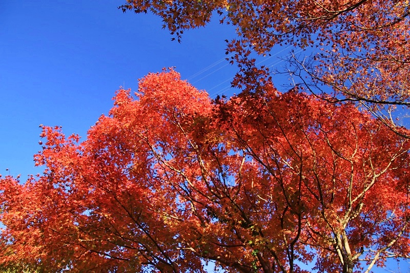 つたの細道公園の紅葉♪_a0167759_1631565.jpg