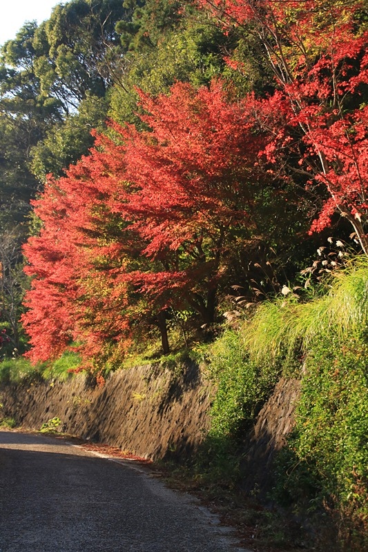 つたの細道公園の紅葉♪_a0167759_16352991.jpg