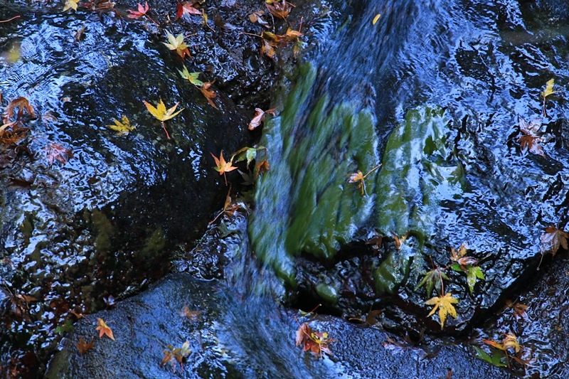 つたの細道公園の紅葉♪_a0167759_16413442.jpg