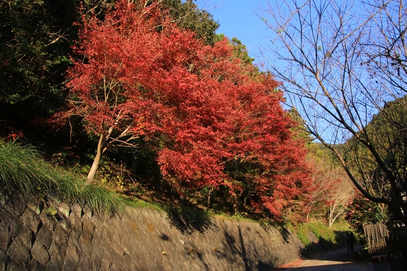 つたの細道公園の紅葉♪_a0167759_1641833.jpg