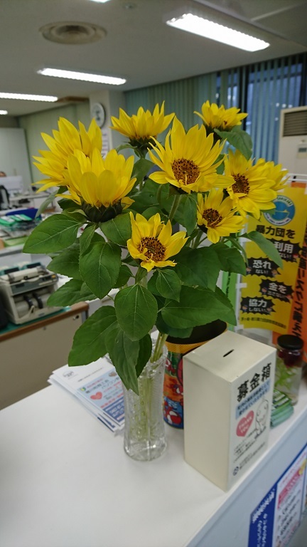 寒川町観光協会冬のひまわり摘みとりイベント!_b0374059_09430338.jpg