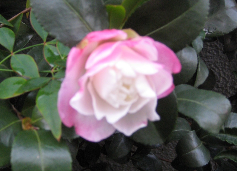 b0057679_08542679.jpg