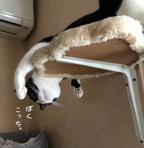 a0216583_19582620.png