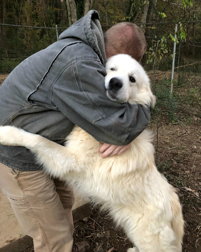 巨大化ピレネー犬体当たり密着 ワイルド暴れモード復活編 アメリカ南部ど田舎奮闘記