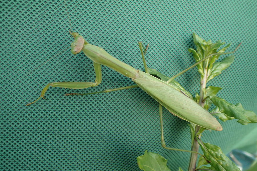 11月下旬のオオカマキリ（？） : 写ればおっけー。コンデジで虫写真