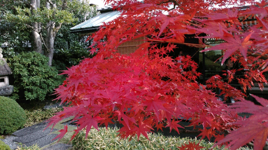 a0030594_23434609.gif