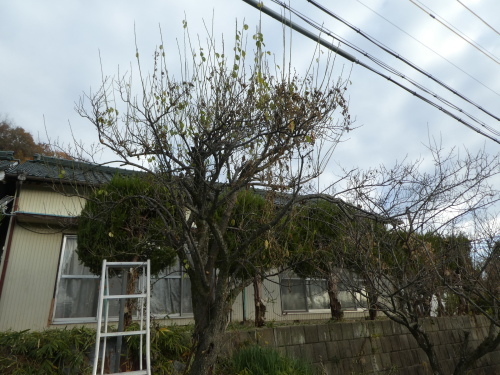 c0108198_17475686.jpg
