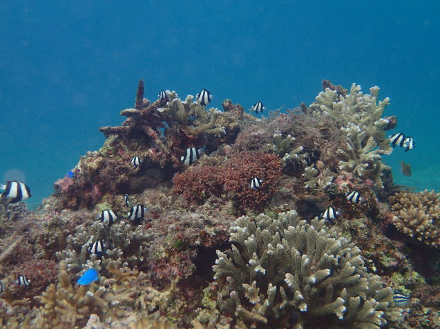 e0115199_15223489.jpg