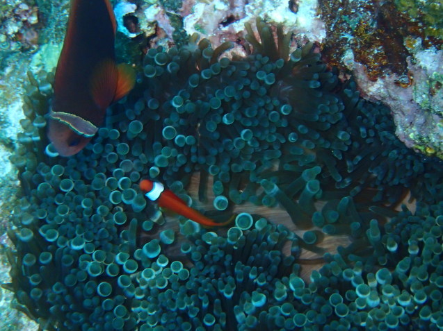 e0115199_18493752.jpg