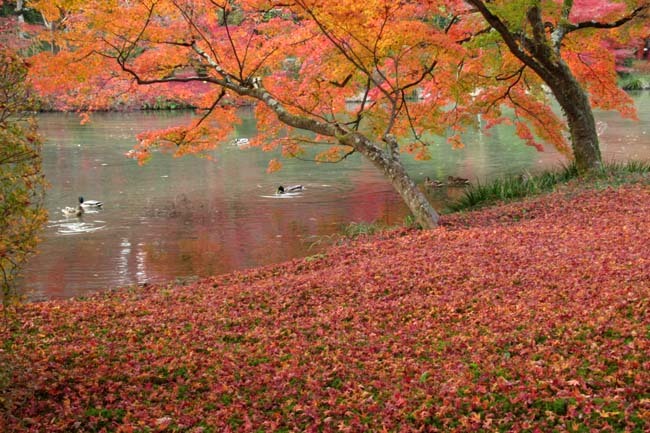 紅葉と桜・イチョウの三重奏_e0048413_17351624.jpg