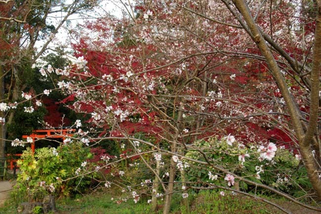 紅葉と桜・イチョウの三重奏_e0048413_17354222.jpg