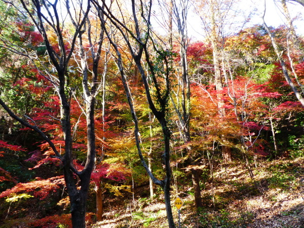 登山者に人気の山　明王山から大岩見晴台に向かう　　登頂編_d0170615_19070620.jpg