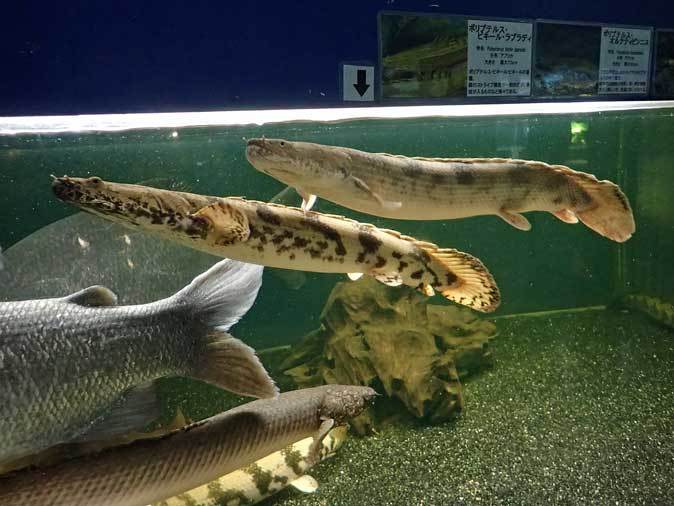 東京タワー水族館～圧巻！古代魚ポリプテルスの群れ！！_b0355317_21393079.jpg