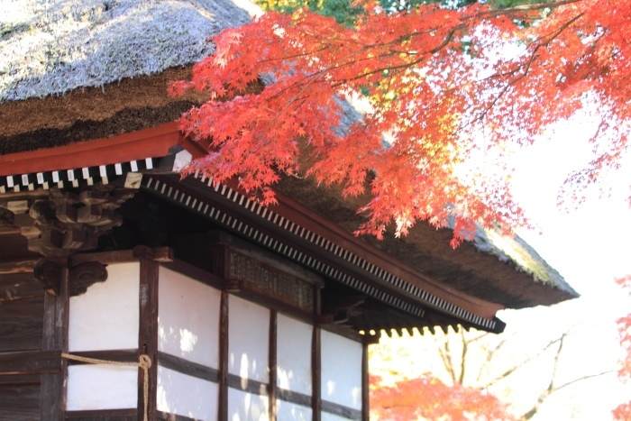 少林寺・達磨寺大使の紅葉_d0026817_13274555.jpg