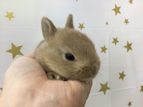 181201 うさぎ_f0189122_16084943.jpg