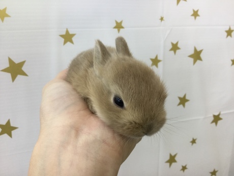 181201 うさぎ_f0189122_16084981.jpg