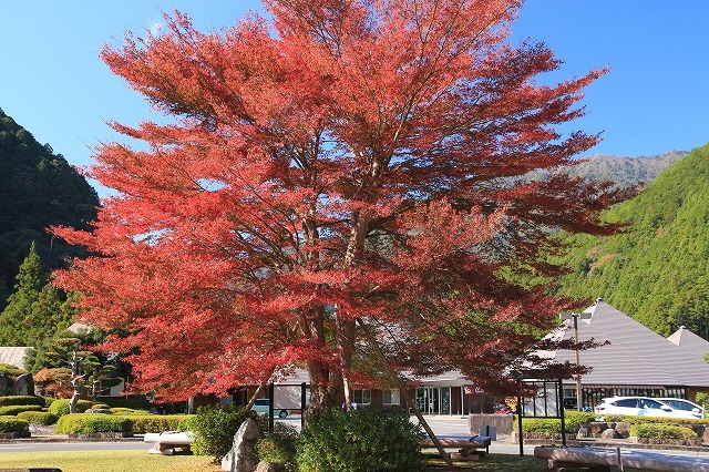 瀞峡への旅(その2)(撮影:11月18日)_e0321325_20164855.jpg