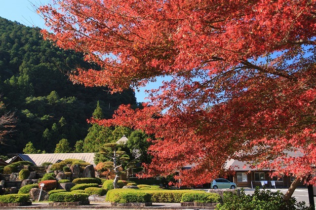 瀞峡への旅(その2)(撮影:11月18日)_e0321325_20170037.jpg