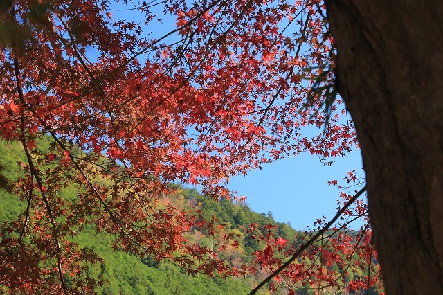 瀞峡への旅(その2)(撮影:11月18日)_e0321325_20173089.jpg