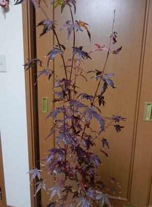 e0033229_18172168.jpg