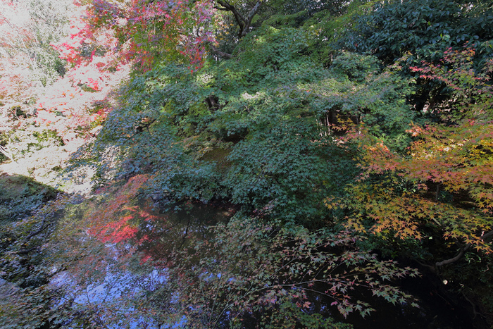 紅葉の京都2018 －萬年山眞如寺 かしきりもみじ（後編）－_b0169330_83884.jpg