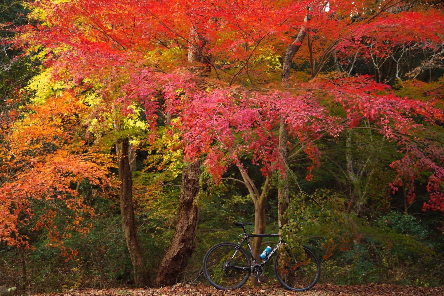 再度山紅葉散歩 修法ヶ原池 しおがはらいけ から分水嶺林道でトエンティクロスへ My Cycling Diary