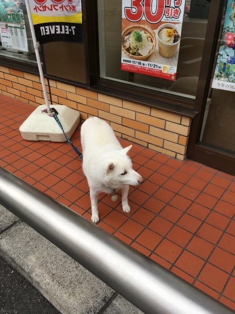 『わんわん、コンビニお待たせ犬（ケン）』_f0068334_19234848.jpeg