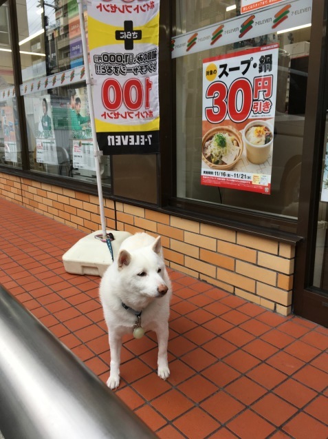 『わんわん、コンビニお待たせ犬（ケン）』_f0068334_19235239.jpeg