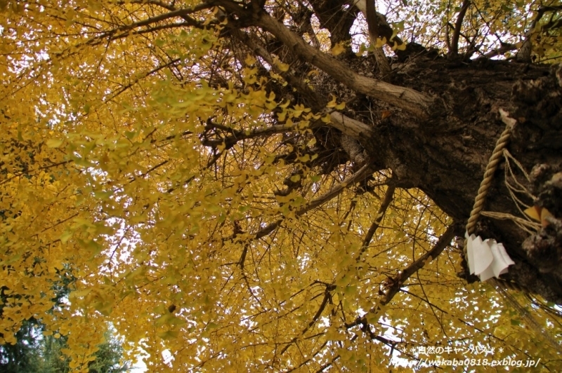 e0052135_14514577.jpg