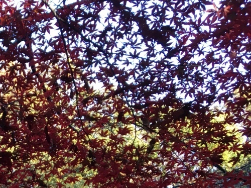 b0330040_00530009.jpeg