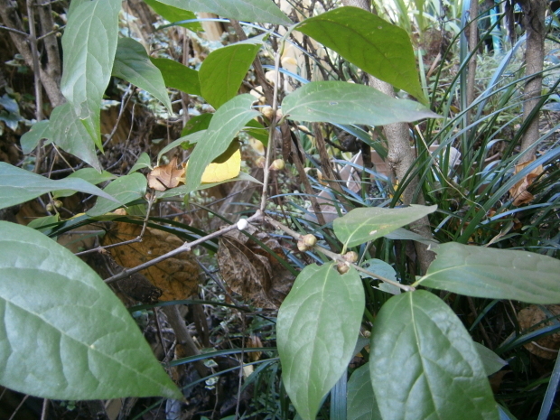 d0343540_09405895.jpg