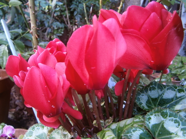 d0343540_09573875.jpg
