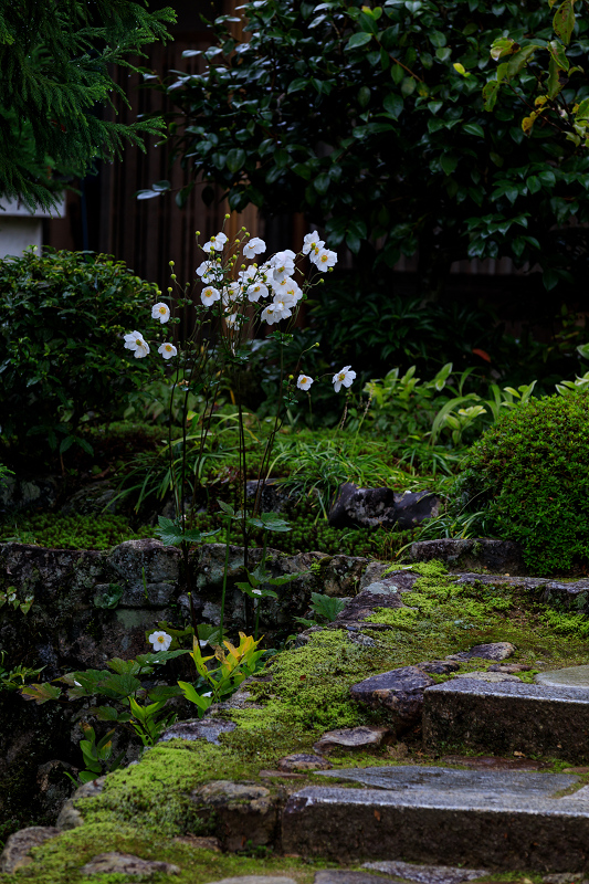 ホトトギスとダイモンジソウ（実光院）_f0155048_20154143.jpg