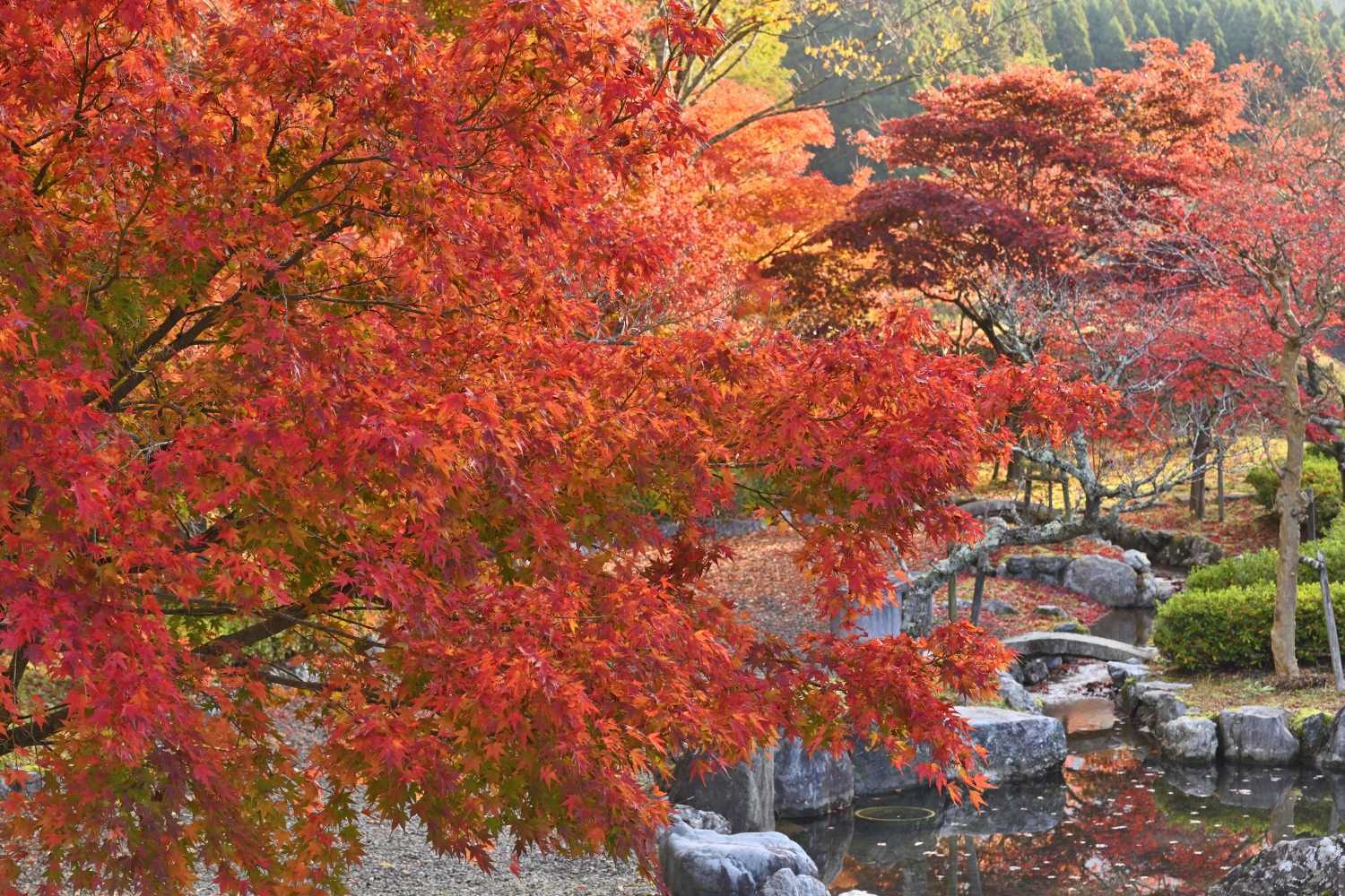 紅葉 24　　　滋賀県_d0286954_05270595.jpg