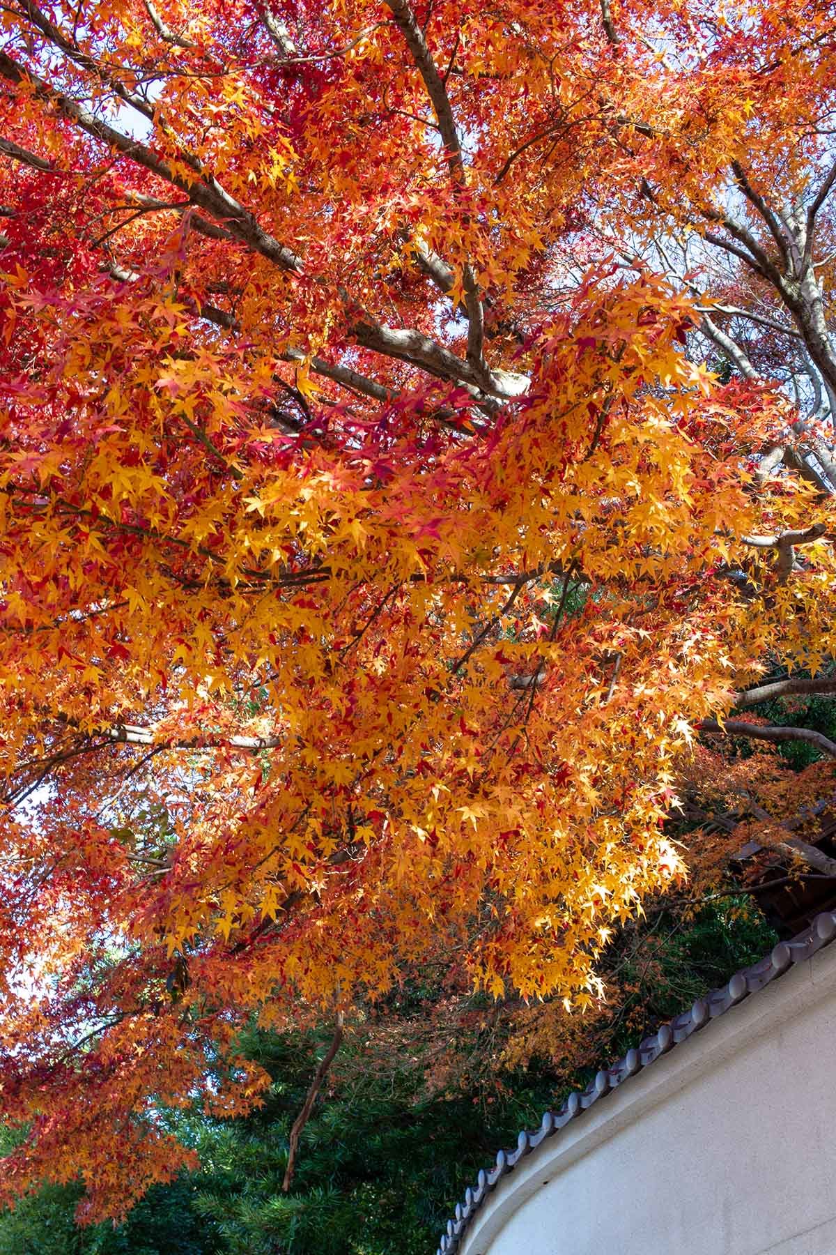 広寿山福聚寺の紅葉_c0028861_14394253.jpg