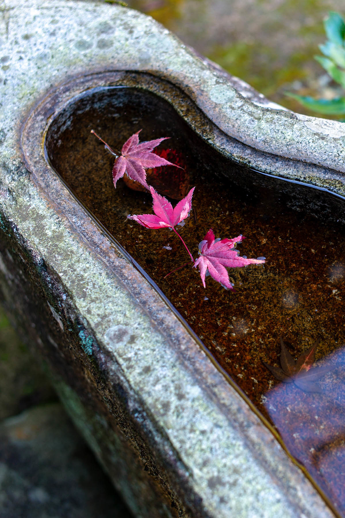 広寿山福聚寺の紅葉_c0028861_14394261.jpg