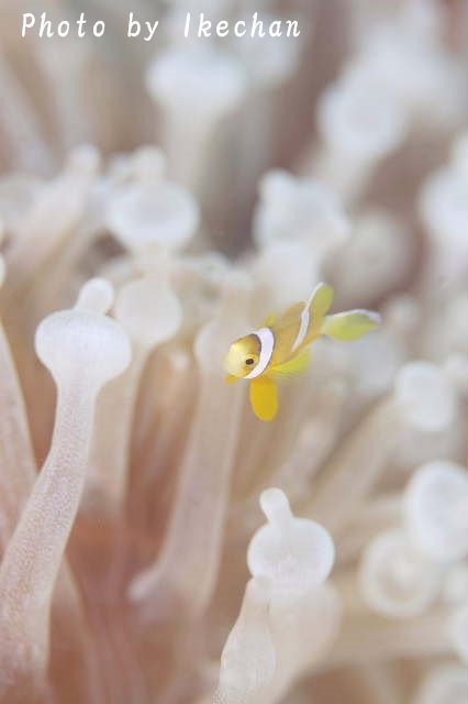 ある意味レア コガネキュウセン幼魚 池ちゃんのマリンフォト ある意味レア コガネキュウセン幼魚 池ちゃんのマリンフォト