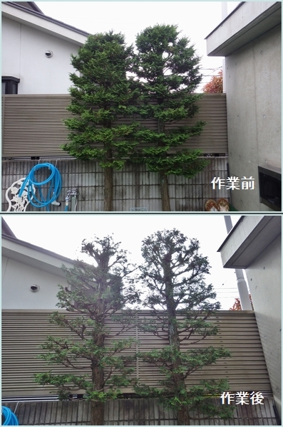 チャボヒバ約5メートル チャボヒバ約5メートル