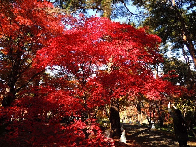 紅葉 国営 武蔵丘陵森林公園 蝶 チョウ ゆっくり歩き 千蟲譜物語