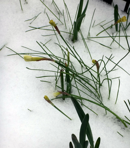 多肉植物たちの冬越し準備、初雪とバルボコジュームなど_a0136293_15055754.jpg