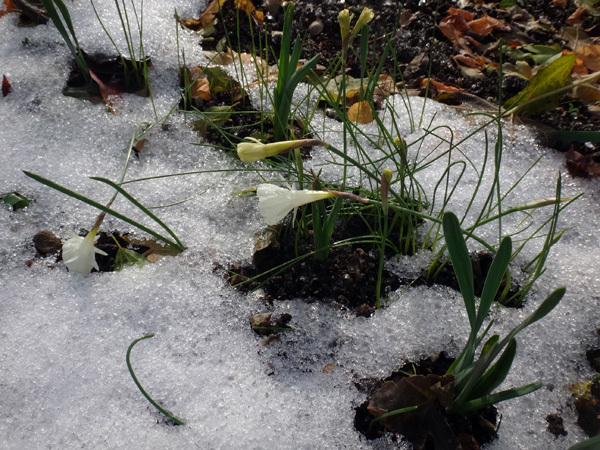 多肉植物たちの冬越し準備、初雪とバルボコジュームなど_a0136293_15064954.jpg