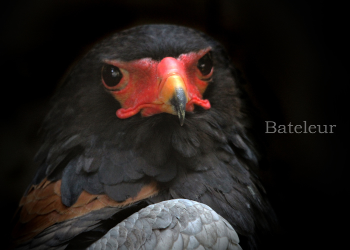 ダルマワシ:Bateleur _b0249597_08564017.jpg