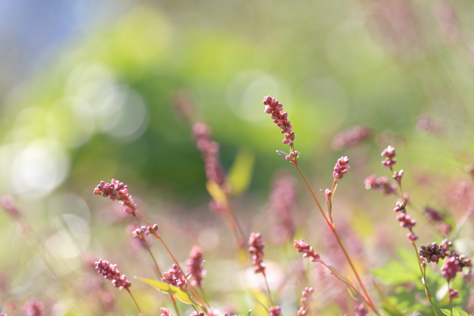 野の花たち_d0354901_16172036.jpg