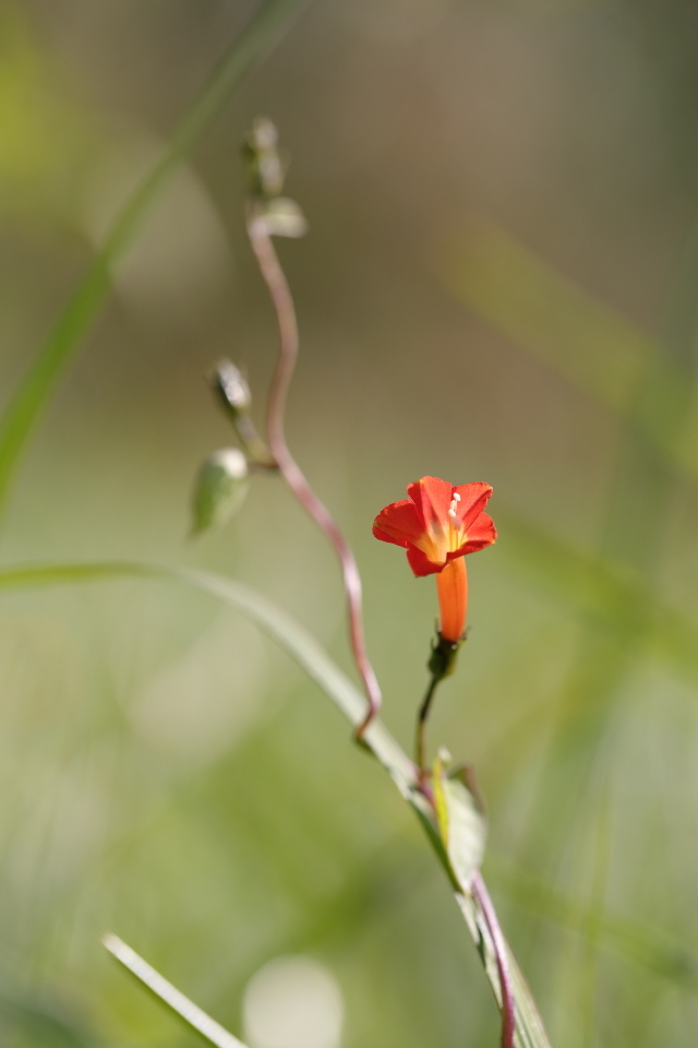 野の花たち_d0354901_16172169.jpg