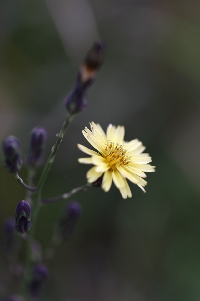 野の花たち_d0354901_16172202.jpg