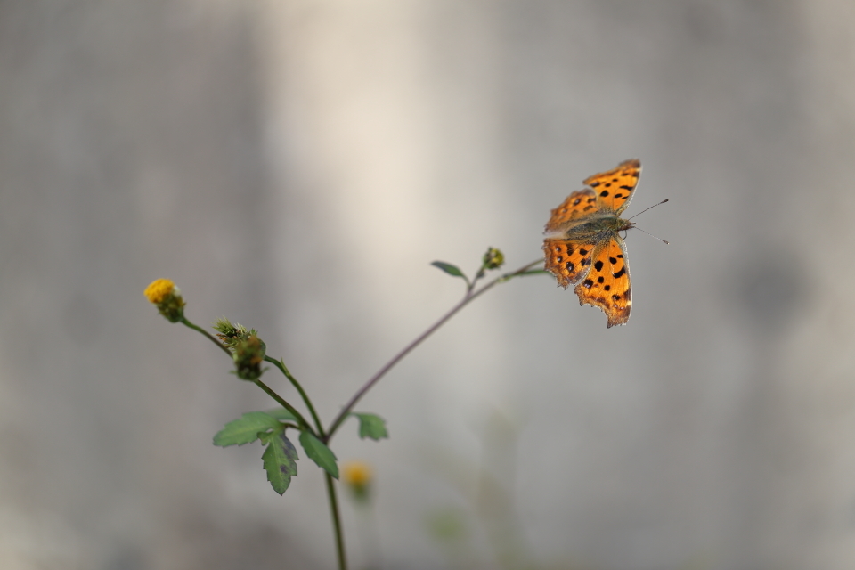 野の花たち_d0354901_16172299.jpg