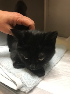 きのこちゃんとくま吉くんとクロムくんと_f0242002_23382051.jpg