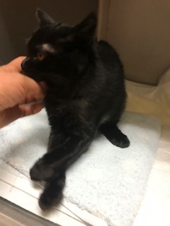 きのこちゃんとくま吉くんとクロムくんと_f0242002_23384305.jpg
