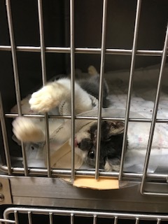 きのこちゃんとくま吉くんとクロムくんと_f0242002_23402820.jpg