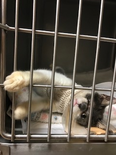 きのこちゃんとくま吉くんとクロムくんと_f0242002_23403341.jpg